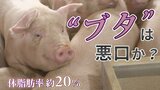 ブタの体脂肪は約20% 実は「ぽっちゃり」じゃない、ブタのホントの話 |TBS NEWS DIG