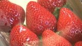 イチゴの共進会に8品種26点が出品　今年は冬の冷え込みの影響で甘みが強い【岡山】|TBS NEWS DIG