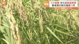 業者間でのコメの取引価格、5か月連続で過去最高を更新　去年の同時期比で約1.7倍|TBS NEWS DIG