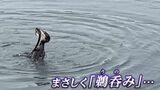 春に爆誕した「岡山後楽園のアイドル」 は秋に丸飲みされました (ノД`;) “映像で振り返る2022”|TBS NEWS DIG