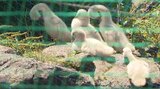 志高湖でコブハクチョウのヒナ5羽誕生 すくすく成長 大分 | 大分のニュース|OBS NEWS|大分放送