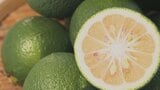 露地かぼす、旬入り宣言! さわやかな香りと味を全国へ 大分 | 大分のニュース|OBS NEWS|大分放送