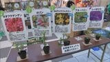 県民緑化推進運動　宮崎市の大型商業施設で苗木の配布|TBS NEWS DIG