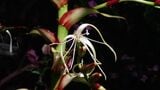 名古屋・東山動植物園で11年ぶりに開花「ミカドアナナス」 どんな植物?次に見られるのも10年以上先…!? ブラジル固有 巨大なパイナップル科の植物 名古屋・東山動植物園|TBS NEWS DIG