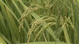「助かった」久々の雨 週末も雨予報で農家は”恵みの雨”に期待 一方で蚊の大量発生のおそれも!? 対策は水たまりを減らす | 福岡のニュース|RKB NEWS|RKB毎日放送