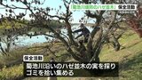 国登録記念物　ハゼ並木の清掃・保全活動　熊本県玉名市　|　熊本のニュース｜RKK NEWS｜RKK熊本放送