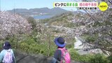 ピンクに染まる島　塔の峰千本桜　佐木島の春（広島･三原市）　|　RCC NEWS | 広島ニュース | RCC中国放送