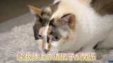 三毛猫の謎をついに解明 毛色を決める遺伝子特定 九州大学などのネコ好きの研究者らが5年がかりで|TBS NEWS DIG