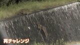 “スパルタ教育”なイノシシ「野生の育て方」はスゴイ！ウリ坊の前に立ちはだかる高すぎる壁|TBS NEWS DIG