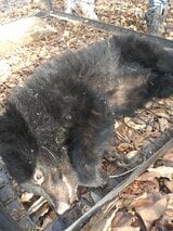 麻酔銃で眠らせ捕獲した子グマ、山に放される 民家で飼い犬とクマ3頭対峙 木の上で約7時間 福島・下郷町【クマ出没情報】 | 福島のニュース│TUF