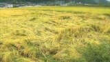 台風14号 大分県内の農林水産被害額 約12億6500万円 | 大分のニュース|OBS NEWS|大分放送