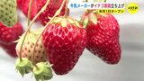 「牛乳と相性抜群」牛乳メーカーがイチゴ農園立ち上げ　１年前には大雪でビニールハウス倒壊も 乗り越え２月１日にオープン　広島市　|　RCC NEWS | 広島ニュース | RCC中国放送
