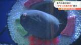 この恵方巻「陸上に揚がると狂暴？」節分前にアナゴの変わった展示を開始「アナコンダ」巻も登場？　|　宮城のニュース│tbc NEWS│tbc東北放送