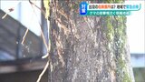 クマ最多目撃集落の『緊急点検』に同行取材 被害防止へ必要なことは? 新潟・長岡市|TBS NEWS DIG