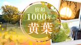 “樹齢1000年以上”有田大イチョウの黄葉ピーク~イチョウでは初指定・国の天然記念物 | 福岡のニュース|RKB NEWS|RKB毎日放送