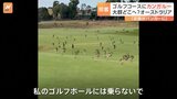 カンガルーの大群がゴルフ場に 「私のゴルフボールには乗らないで」 オーストラリア|TBS NEWS DIG