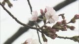 東北にもサクラの便り…小名浜でソメイヨシノ咲く 市民団体が“開花宣言”平年より1週間早く 福島・いわき市 | 福島のニュース│TUF