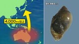 千葉で発見「日本に存在しない淡水巻貝」4000キロ離れたオセアニアからどうやって移動したのか 東北大などの研究チームが解明|TBS NEWS DIG