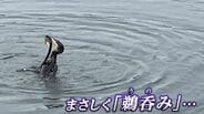 春に爆誕した「岡山後楽園のアイドル」 は秋に丸飲みされました  (ノД`;)  “映像で振り返る2022”|TBS NEWS DIG