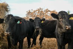 生きた肉を食べるウジ虫、米国で約10年ぶり検出－農水省は事実確認中| TBS CROSS DIG with Bloomberg