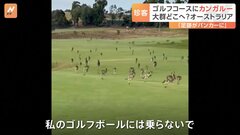 カンガルーの大群がゴルフ場に 「私のゴルフボールには乗らないで」 オーストラリア| TBS CROSS DIG with Bloomberg