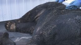 「怖かった」猟友会が語る　体長1.8メートルのクマ1頭を駆除　牛舎の中でクマに襲われ男性けが　会津美里町でも　福島|TBS NEWS DIG