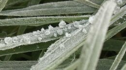 今シーズンから気象庁が「初霜」「初氷」の観測と発表を終了へ 目視だったその観測方法とは?|TBS NEWS DIG