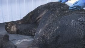 「怖かった」猟友会が語る 体長1.8メートルのクマ1頭を駆除 牛舎の中でクマに襲われ男性けが 会津美里町でも 福島|TBS NEWS DIG