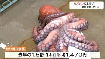 沖合いのカゴ漁でとれたミズダコ0.7トン”初水揚「足が太くてしっかりと