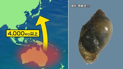 千葉で発見「日本に存在しない淡水巻貝」4000キロ離れたオセアニアから