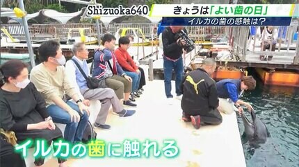 4月18日は「良(よ)い歯の日」約80本、イルカの歯の感触は…「つるつるし