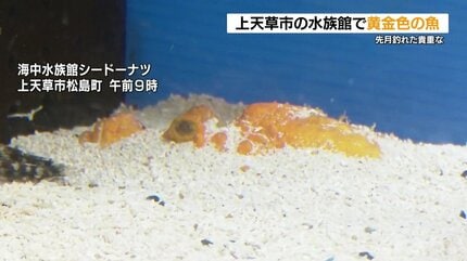 天然記念物　超レア　水入り　黄色流砂 黄金色のオニオコゼ 突然変異！？ 熊本県上天草市で展示中 | 熊本の