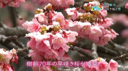 早咲き桜と雪」阿久根市・鹿児島【亀ちゃんのかごしま撮った