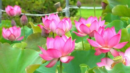 50年～100年に一度の珍しいハス 1本の茎に2つの花が咲く「双頭蓮