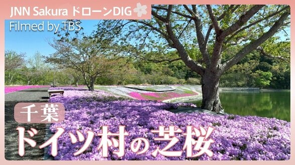 芝桜の絨毯【JNN sakuraドローンDIG 2026】|TBS NEWS DIG
