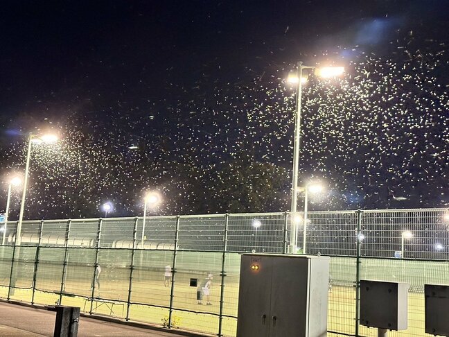 「くさい成分が出る前に先に冷やして固めて」「半分に切ったペットボトルですくって捕獲」大量発生のカメムシ　退治するためのワザ|TBS NEWS DIG