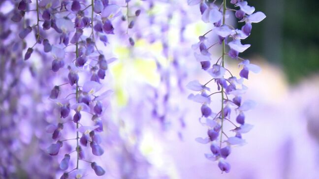 総延長500メートルの藤棚に約100種類140本　和気町の “清麻呂の里 藤まつり” にぎわう「種類の多さでは日本一」【岡山】|TBS NEWS DIG