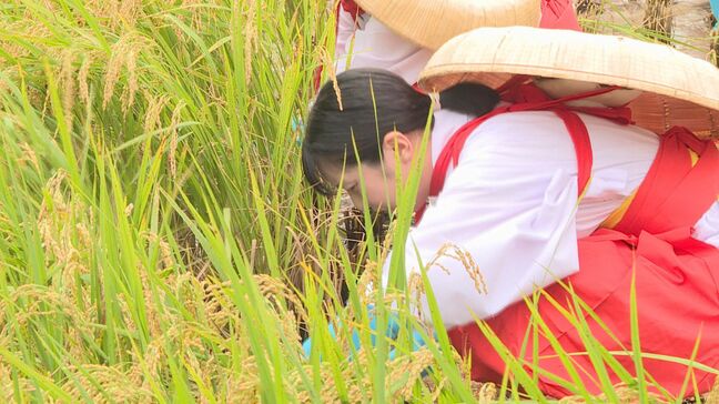 秋の実りに感謝“御田刈祭”「一粒でも多く収穫できれば神様もお喜びになるんじゃないか」|TBS NEWS DIG