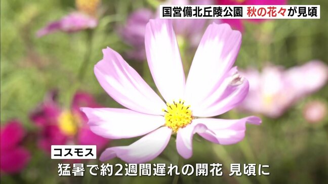 「ピンクと濃い色で写真映えしそう」　国営備北丘陵公園でコスモス・ケイトウ・ジニアなど秋の花々が見頃　広島県庄原市|TBS NEWS DIG