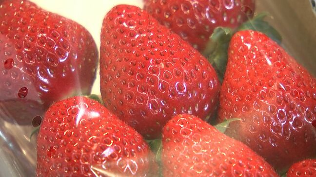 イチゴの共進会に8品種26点が出品 今年は冬の冷え込みの影響で甘みが強い【岡山】|TBS NEWS DIG
