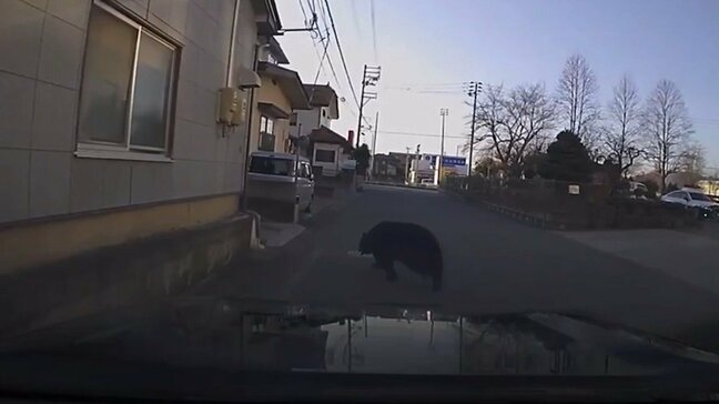 【動画】「家から出ないで！クマいるよ！」警察が叫ぶ…でかい！山形市の中学校に侵入したクマが逃走する瞬間をカメラがとらえた（山形市）|TBS NEWS DIG