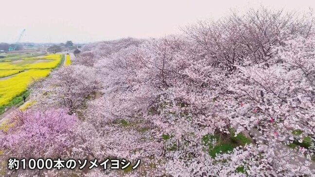 1000本の桜と菜の花が見ごろに　権現堂桜堤　埼玉・幸手市|TBS NEWS DIG