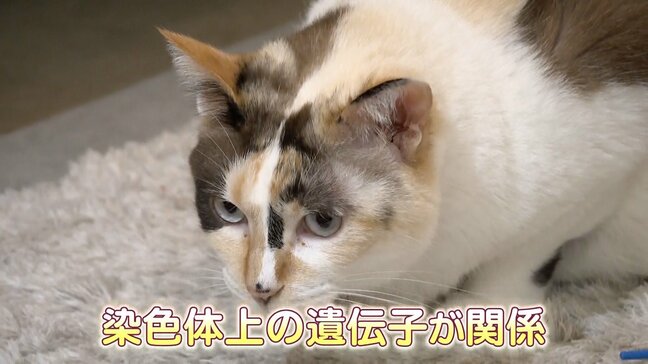 三毛猫の謎をついに解明 毛色を決める遺伝子特定 九州大学などのネコ好きの研究者らが5年がかりで|TBS NEWS DIG