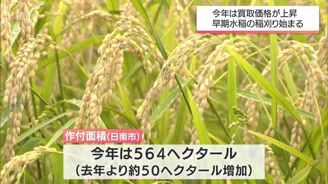 日南市で早期水稲の稲刈り始まる コメ価格高値の中 生産者からは期待と不安の声|TBS NEWS DIG