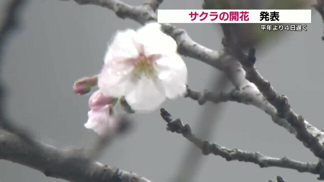 ソメイヨシノの開花発表 寒さの影響で開花遅れる きょうの熊本は低気圧の影響で広い範囲に「強風注意報」|TBS NEWS DIG