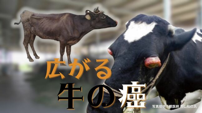 「何から手をつけていいのか…」静かに広がる“牛のがん” 牛伝染性リンパ腫　「ロス」を割り切るか、10年がかりの清浄化か　繁殖農家は苦悩|TBS NEWS DIG