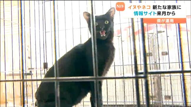 飼い主いないイヌやネコを新たな家族とむすぶ情報サイト 県が4月から運用スタート 宮城|TBS NEWS DIG