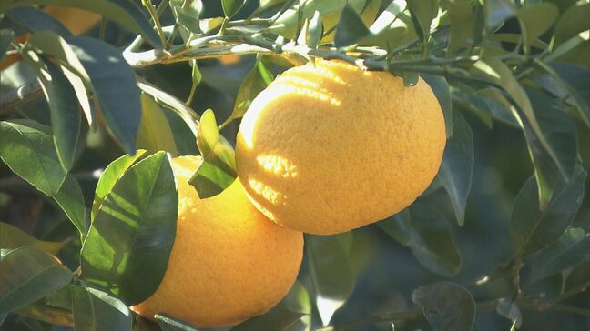 「甘夏みかん」の出荷最盛期　三重・尾鷲市の特産　2か月ほど寝かせて完熟させた後に出荷|TBS NEWS DIG