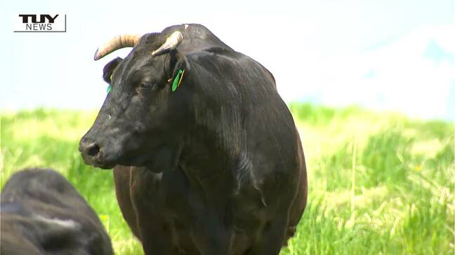 戻ってきた牛たちの元気な声！ 新緑の広がる月山高原牧場で牛の放牧始まる（山形・鶴岡市）|TBS NEWS DIG