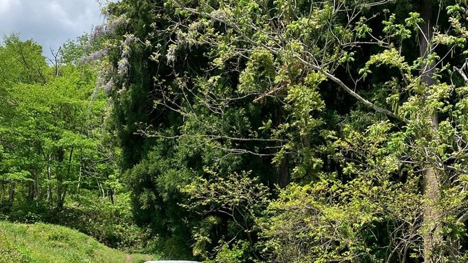 「仲間がクマに襲われた」朝日町でクマに男性が襲われケガ　山菜採りで山に入り、クマに遭遇（山形）　|　山形のニュース│TUYテレビユー山形